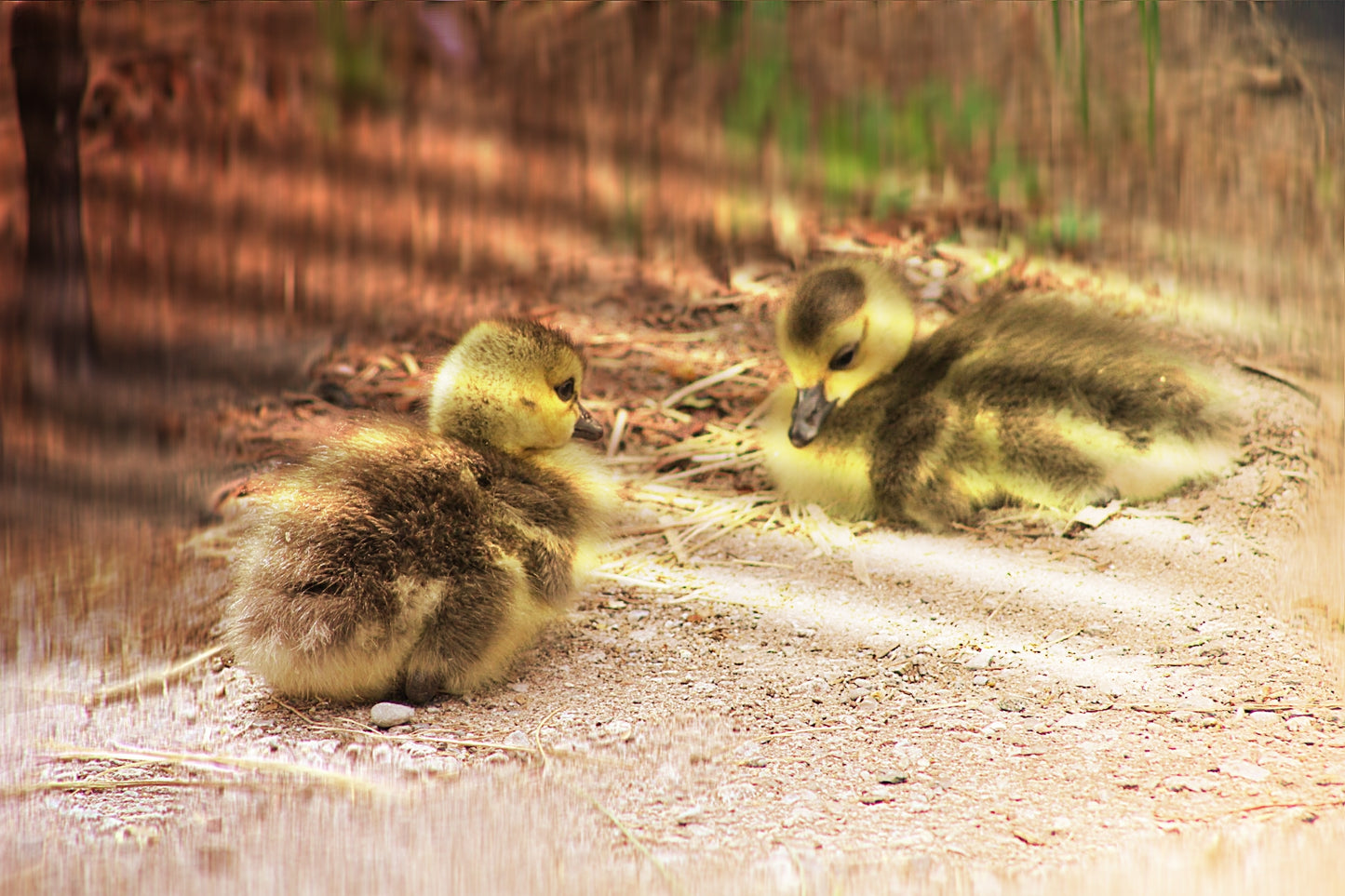 Baby duck photography print